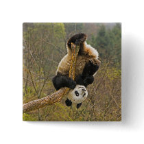 Wolong Panda Reserve, China, 2 1/2 yr old