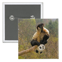 Wolong Panda Reserve, China, 2 1/2 yr old buttons