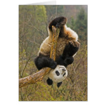 Wolong Panda Reserve, China, 2 1/2 yr old