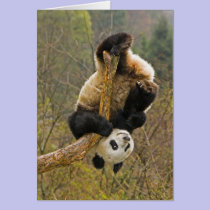 Wolong Panda Reserve, China, 2 1/2 yr old cards