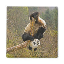 Wolong Panda Reserve, China, 2 1/2 yr old