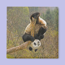Wolong Panda Reserve, China, 2 1/2 yr old magnets