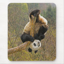 Wolong Panda Reserve, China, 2 1/2 yr old
