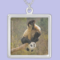 Wolong Panda Reserve, China, 2 1/2 yr old necklaces