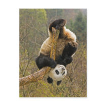 Wolong Panda Reserve, China, 2 1/2 yr old