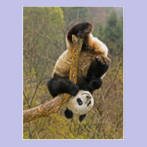 Wolong Panda Reserve, China, 2 1/2 yr old postcards