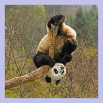 Wolong Panda Reserve, China, 2 1/2 yr old posters