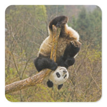 Wolong Panda Reserve, China, 2 1/2 yr old
