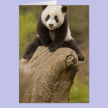 Wolong Panda Reserve, China, Baby Panda on top cards