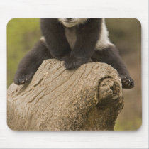 Wolong Panda Reserve, China, Baby Panda on top mousepads