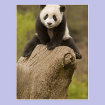 Wolong Panda Reserve, China, Baby Panda on top postcards