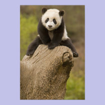 Wolong Panda Reserve, China, Baby Panda on top posters