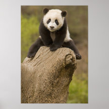 Wolong Panda Reserve, China, Baby Panda on top Print