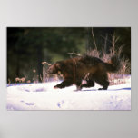 Wolverine fonctionnant par la neige affiches
