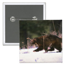 Wolverine running through snow buttons