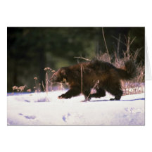 Wolverine running through snow card