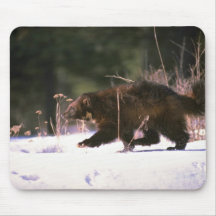 Wolverine running through snow mouse pads