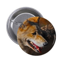 Wolves are us. pins