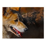 Wolves are us. postcards