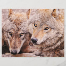 Wolves Flyer Design