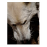 Wolves Postcard