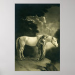 Woman with white horse. posters