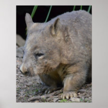 Wombat d'Astralian Posters