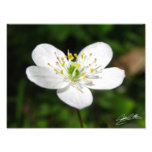 Wood Anamone Photograph