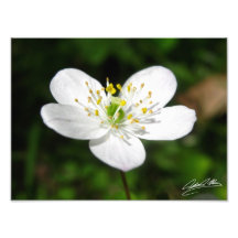 Wood Anamone Photograph