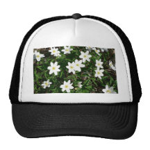 Wood Anemone In Grass Hat