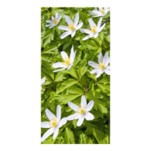 Wood Anemone Photo Card Template