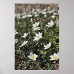 Wood anemones, anemone nemorosa print
