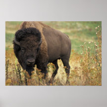 Wood Bison Poster Print