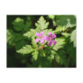 Wood Cranesbill Postcard