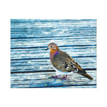 Wood Dove Canvas Print