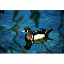 Wood Duck Acrylic Cut Out