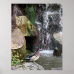 Wood Duck by the Falls posters