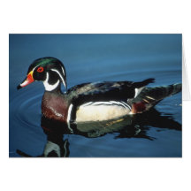 WOOD DUCK CARD