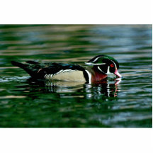 Wood Duck (Drake) Acrylic Cut Out
