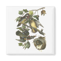 Wood Duck, John Audubon Magnet