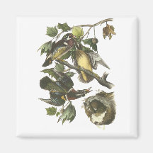 Wood Duck, John Audubon Magnet