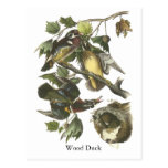 Wood Duck, John Audubon Post Cards