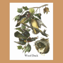 Wood Duck, John Audubon postcards