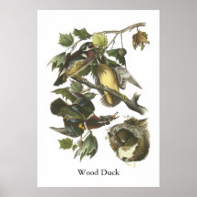 Wood Duck, John Audubon Poster