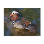 Wood Duck With An Ankle Braclet Postcard