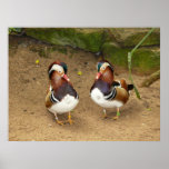 Wood Ducks Poster