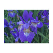 Wood Iris Post Card
