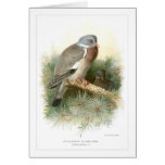 Wood-Pigeon or Ring-Dove Greeting Cards