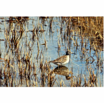 Wood Sandpiper, Amchitka Is, 1973 Photo Cutout