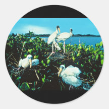 Wood Stork Chicks Stickers